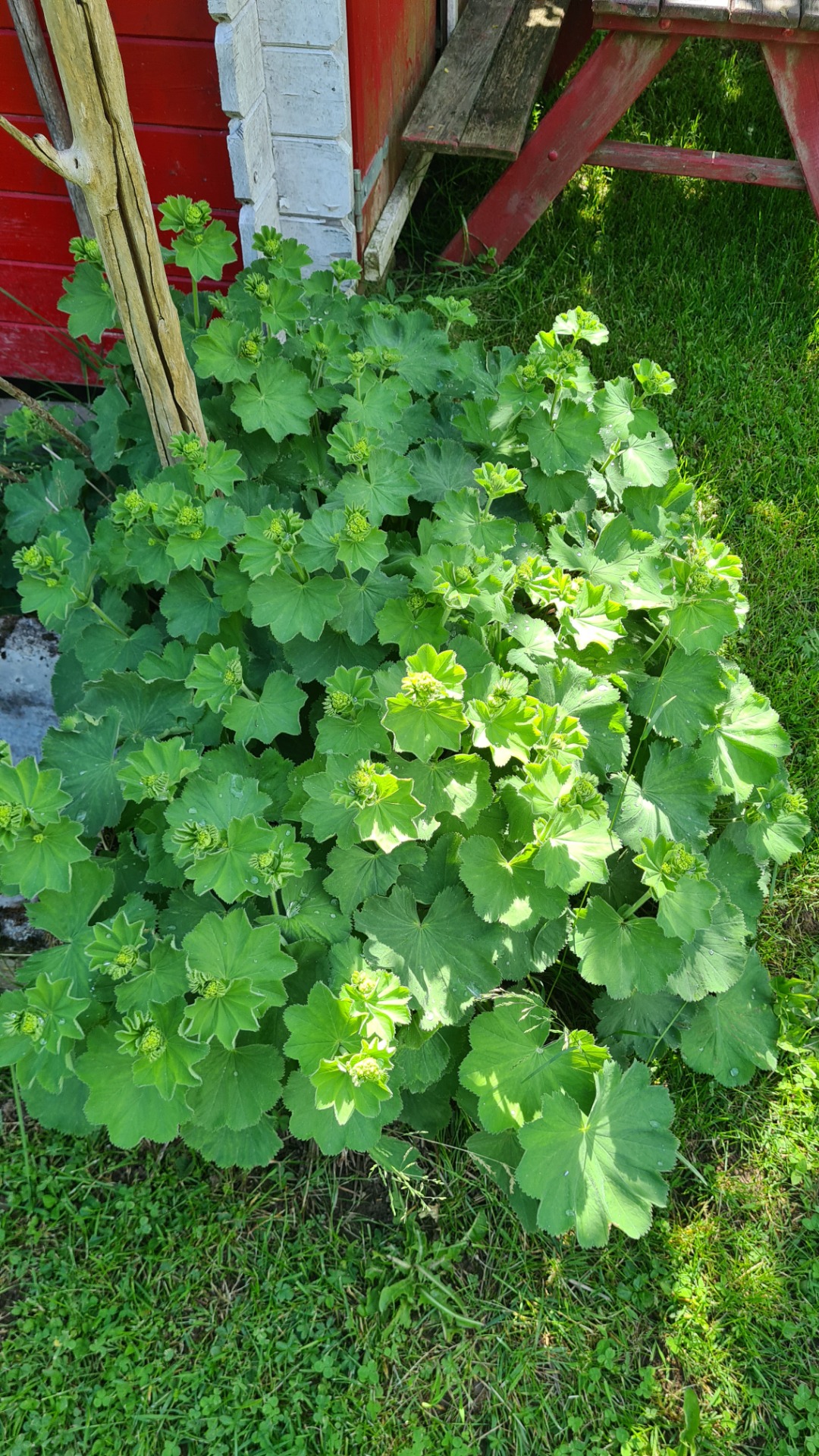 Reh sichere Gartenpflanzen! :: Rehblog