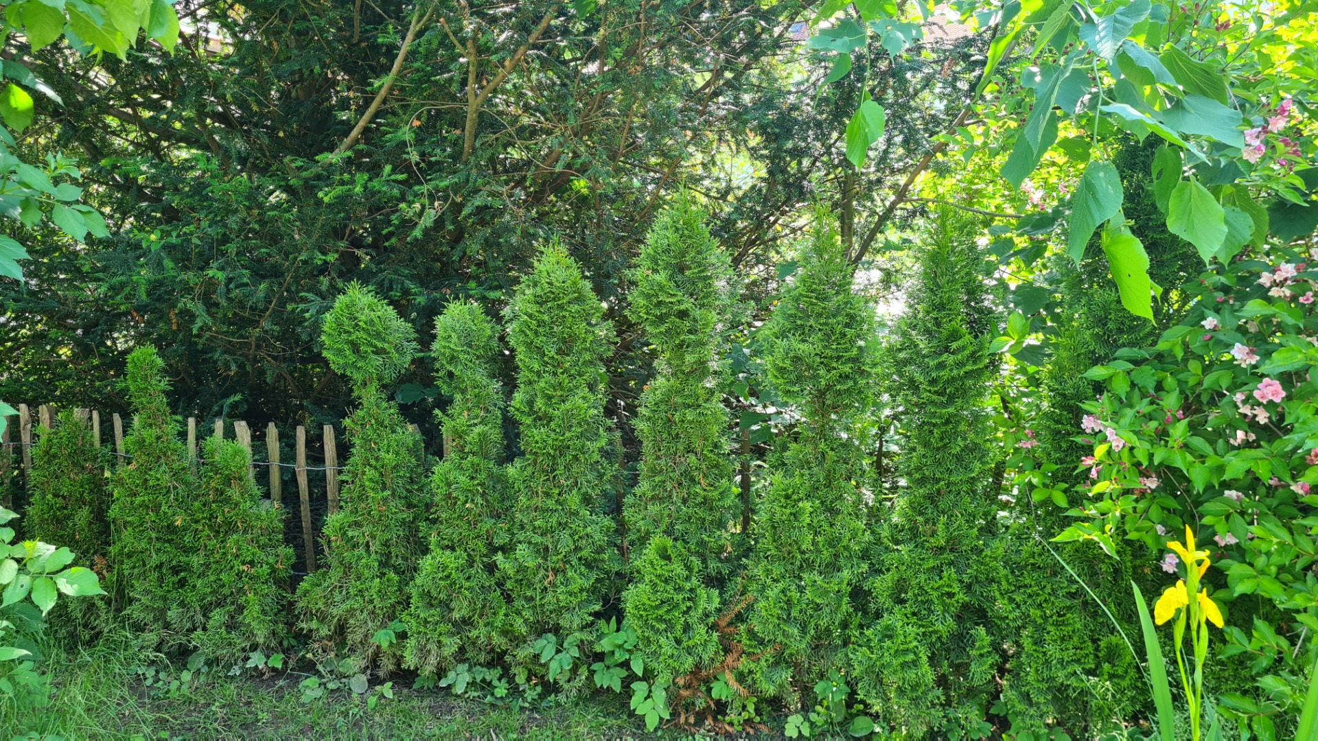 smaragd thuja hornbach Thuja Smaragd kaufen main image 0