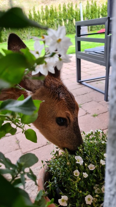 Reh sichere Gartenpflanzen! :: Rehblog